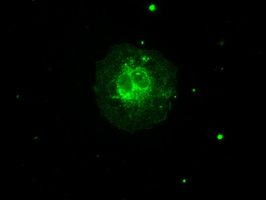 Anti-AURKC mouse monoclonal antibody (M03809) immunofluorescent staining of COS7 cells transiently transfected by pCMV6-ENTRY AURKC
