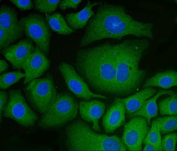 m03813 1 pdia6 primary antibodies if testing 10