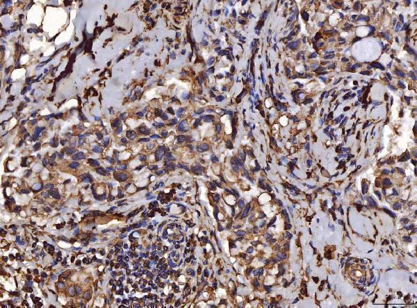 m03813 1 pdia6 primary antibodies ihc testing 3
