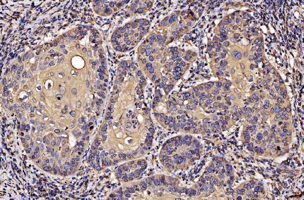 m03813 1 pdia6 primary antibodies ihc testing 6