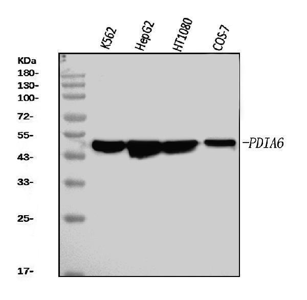 m03813 1 pdia6 primary antibodies wb testing 1
