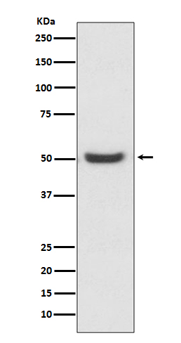 m03813 wb
