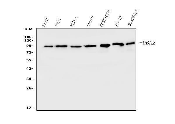 m03816 2 uba2 primary antibodies wb testing 1
