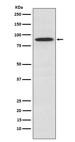 m03816 wb
