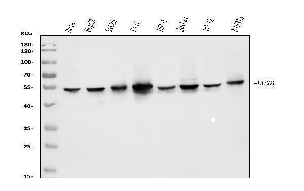 m03826 1 ddx6 primary antibodies wb testing 1