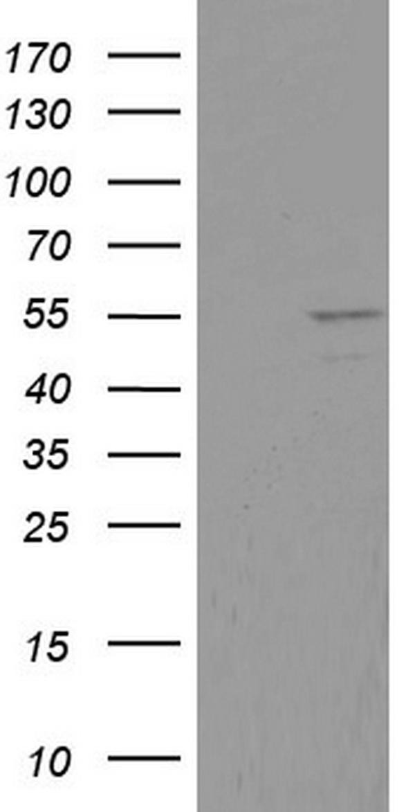 m03826 anti ddx6 mouse monoclonal antibody clone id oti2d6 wb testing 1