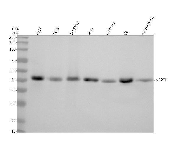 m03833 nr2f1 primary antibodies wb testing 1