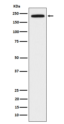 Western blot analysis of DOCK2 expression in Jurkat cell lysate.