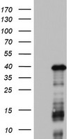 m03836 anti dock2 mouse monoclonal antibody clone id oti7g2 wb testing 1