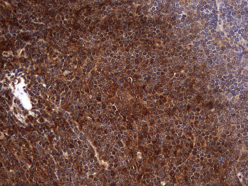 m03842 anti faf1 mouse monoclonal antibody clone id oti10d1 ihc testing 10