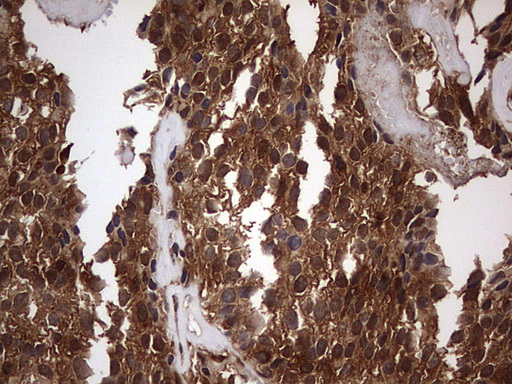 m03842 anti faf1 mouse monoclonal antibody clone id oti10d1 ihc testing 11