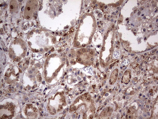 m03842 anti faf1 mouse monoclonal antibody clone id oti10d1 ihc testing 13