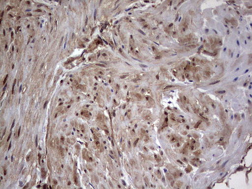 m03842 anti faf1 mouse monoclonal antibody clone id oti10d1 ihc testing 14