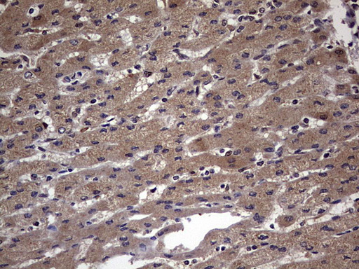 m03842 anti faf1 mouse monoclonal antibody clone id oti10d1 ihc testing 15