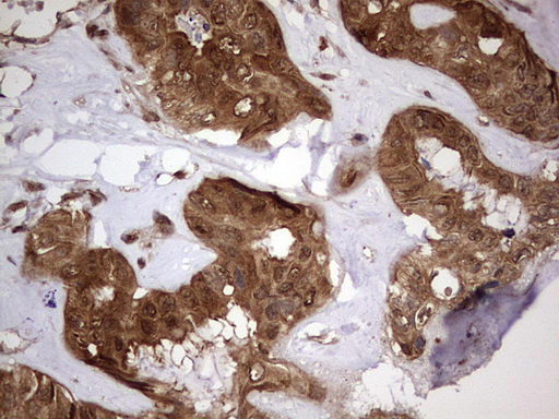 m03842 anti faf1 mouse monoclonal antibody clone id oti10d1 ihc testing 16
