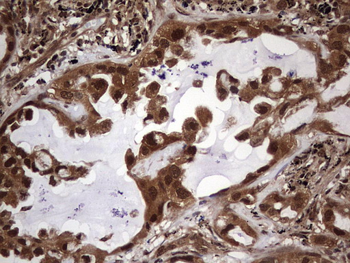 m03842 anti faf1 mouse monoclonal antibody clone id oti10d1 ihc testing 2