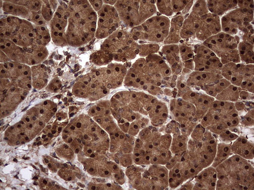 m03842 anti faf1 mouse monoclonal antibody clone id oti10d1 ihc testing 3