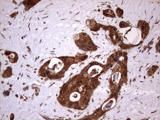 m03842 anti faf1 mouse monoclonal antibody clone id oti10d1 ihc testing 4