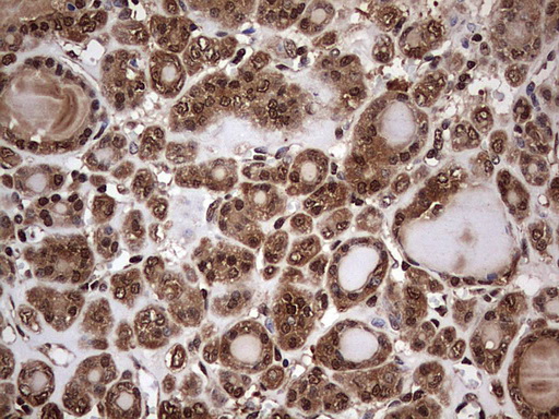 m03842 anti faf1 mouse monoclonal antibody clone id oti10d1 ihc testing 5