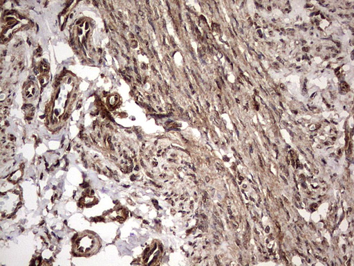 m03842 anti faf1 mouse monoclonal antibody clone id oti10d1 ihc testing 6