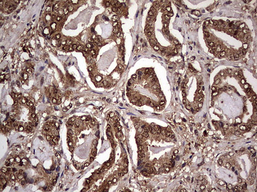 m03842 anti faf1 mouse monoclonal antibody clone id oti10d1 ihc testing 7