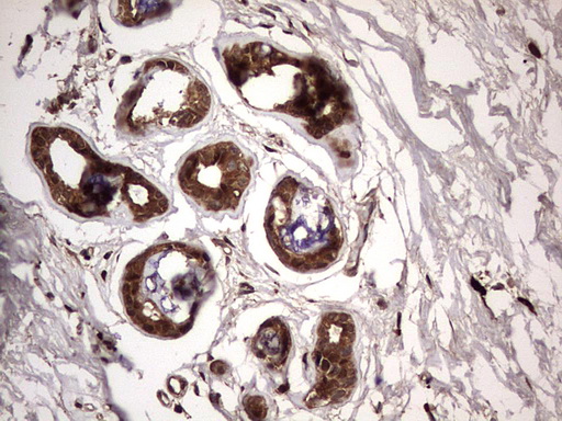 m03842 anti faf1 mouse monoclonal antibody clone id oti10d1 ihc testing 8