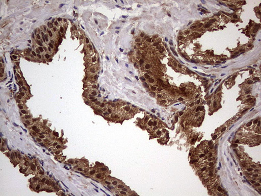m03842 anti faf1 mouse monoclonal antibody clone id oti10d1 ihc testing 9