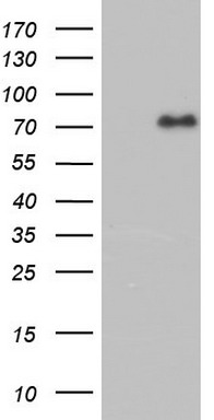 m03842 anti faf1 mouse monoclonal antibody clone id oti10d1 wb testing 1