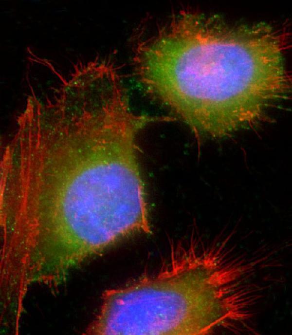 Immunofluorescent analysis of 4% paraformaldehyde-fixed, 0
