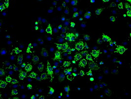 m03844 2 anti erab hsd17b10 mouse monoclonal antibody clone id oti10b4 if testing 10