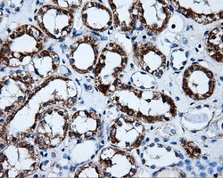 m03844 2 anti erab hsd17b10 mouse monoclonal antibody clone id oti10b4 ihc testing 5