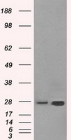 m03844 2 anti erab hsd17b10 mouse monoclonal antibody clone id oti10b4 wb testing 1