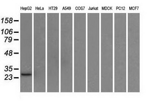 m03844 2 anti erab hsd17b10 mouse monoclonal antibody clone id oti10b4 wb testing 2