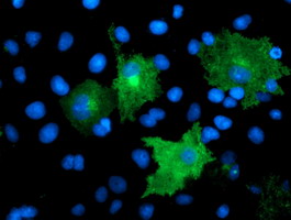 m03846 1 anti tmeff2 mouse monoclonal antibody clone id oti1e1 if testing 4