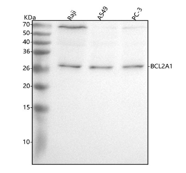 Figure 1. Western blot analysis of BCL2A1 using anti-BCL2A1 antibody (M03850). Electrophoresis was performed on a 5-20% SDS-PAGE gel at 70V (Stacking gel) / 90V (Resolving gel) for 2-3 hours. The sample well of each lane was loaded with 30 ug of sample under reducing conditions. Lane 1: human Raji whole cell lysates, Lane 2: human A549 whole cell lysates, Lane 3: human PC-3 whole cell lysates. After electrophoresis, proteins were transferred to a nitrocellulose membrane at 150 mA for 50-90 minutes. Blocked the membrane with 5% non-fat milk/TBS for 1.5 hour at RT. The membrane was incubated with rabbit anti-BCL2A1 antigen affinity purified monoclonal antibody (Catalog # M03850) at 1:500 overnight at 4°C, then washed with TBS-0.1%Tween 3 times with 5 minutes each and probed with a goat anti-rabbit IgG-HRP secondary antibody at a dilution of 1:500 for 1.5 hour at RT. The signal is developed using an Enhanced Chemiluminescent detection (ECL) kit (Catalog # EK1002) with Tanon 5200 system. A specific band was detected for BCL2A1 at approximately 27 kDa. The expected band size for BCL2A1 is at 20 kDa.
