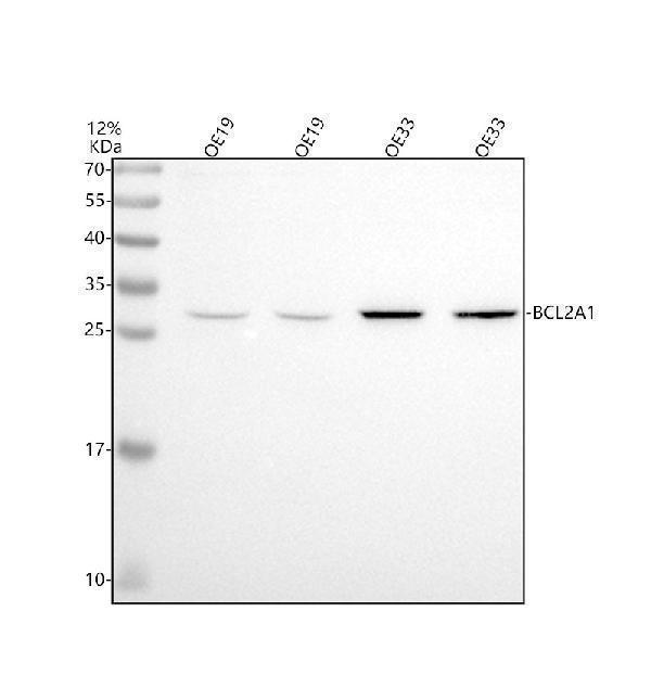 m03850 bcl2a1 primary antibodies wb testing 2