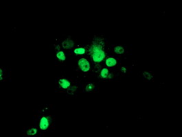 m03862 anti atrip mouse monoclonal antibody clone id oti5e7 if testing 15