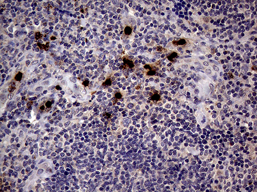 m03863 1 anti pr3 prtn3 mouse monoclonal antibody clone id oti9c2 ihc testing 5