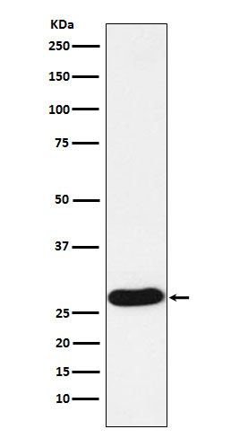 Western blot analysis of PR3 expression in HL60 cell lysate