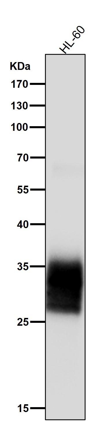 All lanes use the Antibody at 1:1W dilution for 1 hour at room temperature