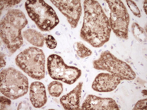 m03866 anti nr0b2 mouse monoclonal antibody clone id oti7b5 ihc testing 18