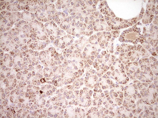 m03866 anti nr0b2 mouse monoclonal antibody clone id oti7b5 ihc testing 4