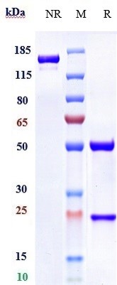 Anti-GPC1/Glypican-1 Reference Antibody (Minomic patent anti-Glypican 1) on SDS-PAGE under reducing (R) condition