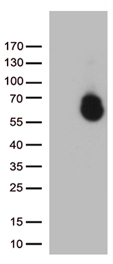 m03871 anti gpc1 mouse monoclonal antibody clone id oti2h1 wb testing 1