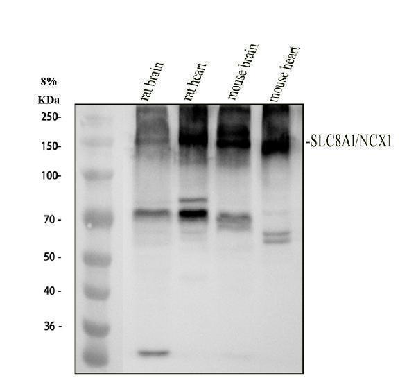 Western blot analysis of NCX1 using anti-NCX1 antibody (M03876)