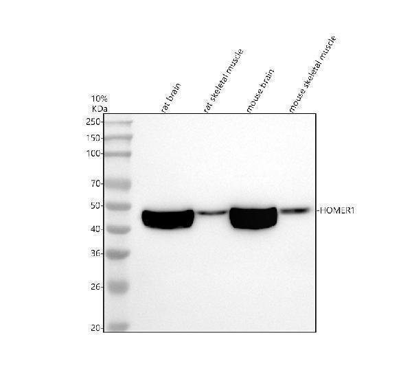 Western blot analysis of HOMER1 using anti-HOMER1 antibody (M03877-1)