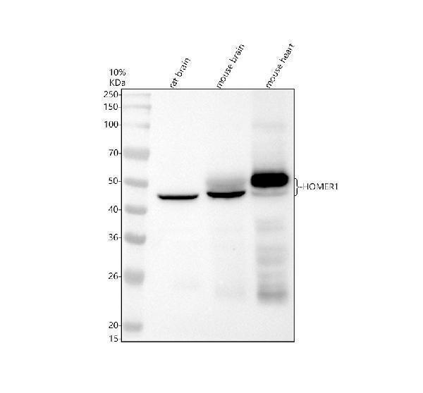 m03877 homer1 primary antibodies wb testing 1