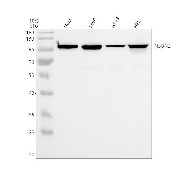 m03878 nsun2 primary antibodies wb testing 1