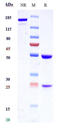 Anti-KLK2/Kallikrein 2 Reference Antibody (JNJ-69086420) on SDS-PAGE under reducing (R) condition