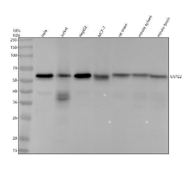 m03887 1 usp22 primary antibodies wb testing 1